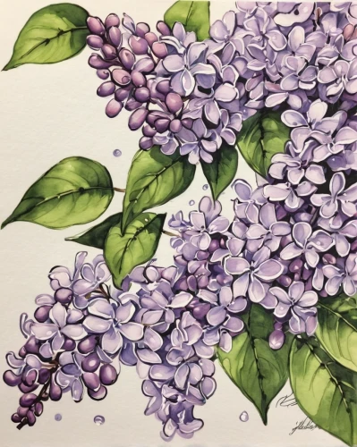 lilacs,purple hydrangeas,lilac flowers,lilac tree,hydrangea,small-leaf lilac,common lilac,hydrangeas,hydrangeaceae,butterfly lilac,california lilac,hydrangea flowers,white lilac,lilac blossom,lilac branches,lilac bouquet,lilac branch,hydrangea background,hydrangea flower,lilac arbor,Illustration,Black and White,Black and White 34