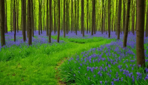 bluebells,beautiful bluebells,germany forest,fairytale forest,fairy forest,green forest,bluebell,forest of dreams,forest glade,row of trees,purple landscape,forest floor,tree grove,holy forest,enchanted forest,forest landscape,fir forest,forest path,mixed forest,aaa,Art,Artistic Painting,Artistic Painting 05