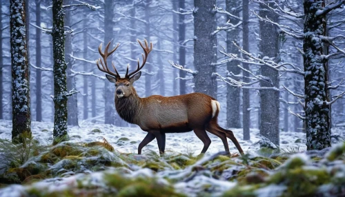 winter deer,european deer,red deer,male deer,whitetail,pere davids male deer,forest animal,fallow deer,deers,glowing antlers,pere davids deer,white-tailed deer,roe deer,elk,antler velvet,stag,christmas deer,deer,fallow deer group,whitetail buck,Conceptual Art,Sci-Fi,Sci-Fi 20