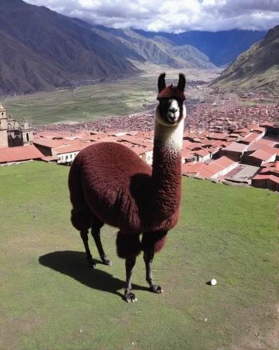 cusco,vicuña,guanaco,marvel of peru,lama,peru,llama,llamas,bazlama,vicuna,altiplano,incas,camelid,inca,machu,peru i,alpaca,lima,machu pichu,machu picchu,Illustration,Vector,Vector 05