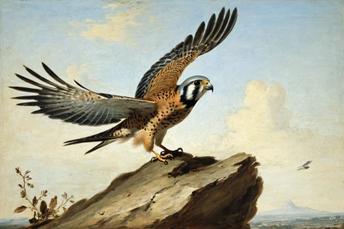 haliaeetus leucocephalus,falconiformes,bearded vulture,haliaeetus vocifer,haliaeetus pelagicus,falco peregrinus,eagle illustration,lanner falcon,falconer,hunting scene,griffon vulture,wool head vulture,aplomado falcon,peregrine falcon,galliformes,eagle,falconry,peregrine,steppe eagle,in flight,Art,Classical Oil Painting,Classical Oil Painting 35