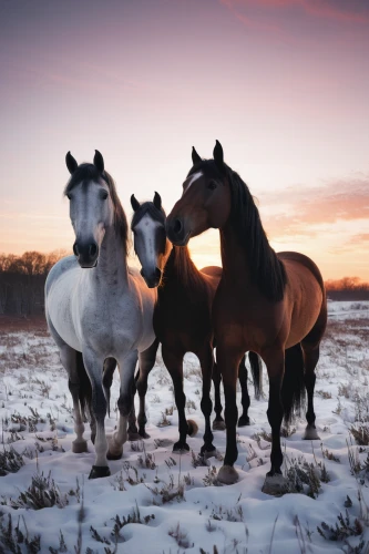 beautiful horses,equine coat colors,equine half brothers,wild horses,equines,horses,warm-blooded mare,two-horses,horse herd,equine,arabian horses,dülmen wild horses,bay horses,white horses,horse breeding,iceland horse,winter animals,horse horses,quarterhorse,stable animals,Photography,Documentary Photography,Documentary Photography 04