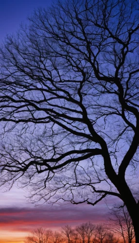 tree silhouette,old tree silhouette,bare tree,bare trees,isolated tree,lone tree,winter tree,tree branches,deciduous tree,old gnarled oak,upward tree position,the branches of the tree,branches,the branches,silhouette against the sky,a tree,branching,painted tree,bare branch,tree,Photography,Black and white photography,Black and White Photography 09