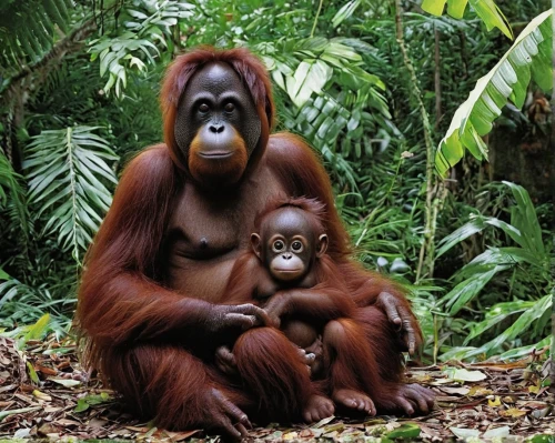 orang utan,orangutan,baby with mom,mother with child,mother and child,ginger family,mother and infant,borneo,great apes,primates,mother with children,monkey family,mother and baby,mother and children,monkey with cub,uakari,palm oil,the mother and children,harmonious family,mother-to-child,Illustration,American Style,American Style 14