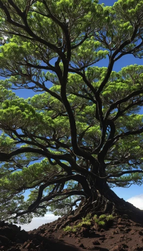 ascension island,canarian dragon tree,flourishing tree,carob tree,dragon tree,hokka tree,araucaria,reunion island,yoshua tree national park,upward tree position,tree of life,haleakala,the branches of the tree,bodhi tree,silk tree,norfolk island pine,tropical tree,fig tree,kauai,celtic tree,Conceptual Art,Sci-Fi,Sci-Fi 11