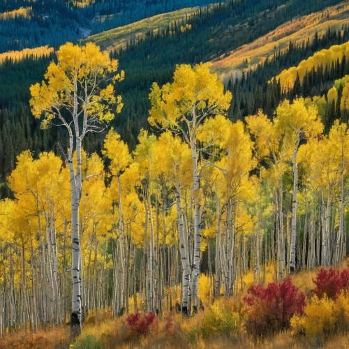 american aspen,aspen,golden trumpet trees,fall landscape,telluride,fall foliage,colorado,sweet birch,united states national park,fall colors,the trees in the fall,deciduous trees,vail,birch trees,trees in the fall,rocky mountain,autumn mountains,birch forest,autumn landscape,golden autumn,Conceptual Art,Graffiti Art,Graffiti Art 09