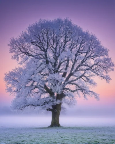 winter tree,hoarfrost,isolated tree,snowy tree,snow tree,lilac tree,bare tree,lone tree,seasonal tree,magic tree,treemsnow,the purple-and-white,winter magic,the first frost,flourishing tree,wintry,colorful tree of life,pale purple,celtic tree,winter landscape,Art,Artistic Painting,Artistic Painting 08