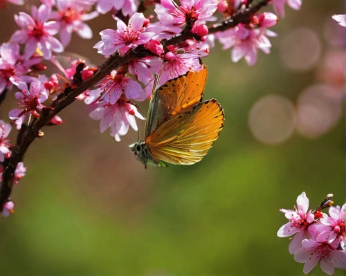 butterfly background,japanese cherry,spring nature,bee on cherry blossom,orange butterfly,butterfly on a flower,coenonympha,hesperia (butterfly),brown hairstreak,japanese cherry blossom,coenonympha tullia,spring background,spring blossom,butterfly isolated,butterfly floral,colors of spring,ulysses butterfly,japanese carnation cherry,purple hairstreak,yellow butterfly,Conceptual Art,Fantasy,Fantasy 14