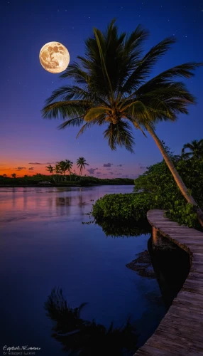 moonlit night,moonrise,beach moonflower,moon and star background,moonlit,deserted island,hanging moon,full moon,moon photography,moon at night,cook islands,crescent moon,moonscape,coconut tree,french polynesia,tropical island,blue moon,landscape photography,moon and star,big moon,Art,Classical Oil Painting,Classical Oil Painting 32