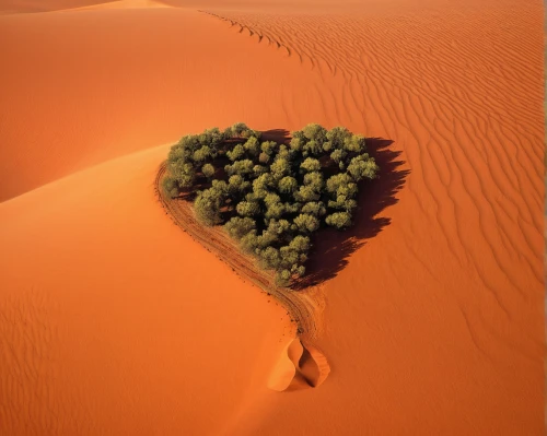 heart shrub,libyan desert,desert plant,tree heart,desert flower,desert plants,admer dune,flowerful desert,arid,heart of palm,desert,capture desert,desertification,desert coral,human heart,desert rose,sahara desert,date palm,argan trees,a heart,Illustration,Japanese style,Japanese Style 17