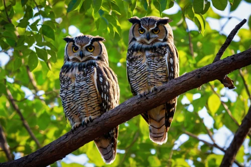 couple boy and girl owl,great horned owls,owlets,owls,long-eared owl,spotted-brown wood owl,eared owl,glaucidium passerinum,eastern grass owl,owl nature,siberian owl,spotted wood owl,halloween owls,owl pattern,spotted owlet,perched birds,saw-whet owl,brown owl,owl eyes,large owl,Illustration,Vector,Vector 11