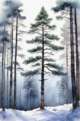 winter forest,watercolor pine tree,spruce-fir forest,snow in pine trees,coniferous forest,winter background,pine trees,fir forest,spruce forest,fir trees,snow trees,spruce trees,pine forest,temperate coniferous forest,evergreen trees,watercolor christmas background,winter landscape,forest background,white pine,conifers,Photography,Documentary Photography,Documentary Photography 22
