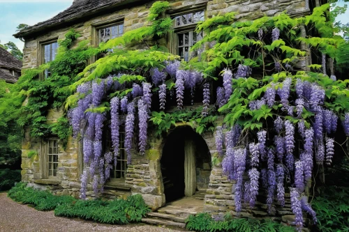 wisteria,wisteria shelf,cottage garden,stone house,country cottage,provence,lavendar,national trust,the lavender flower,lavender flowers,witch's house,trerice in cornwall,lavenders,beautiful home,fairy house,country house,beautiful bluebells,grape-hyacinth,lavender bunch,canterbury bells,Conceptual Art,Daily,Daily 09
