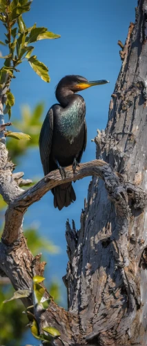 giant kingfisher,australian pied cormorant,great cormorant,blue-footed booby,green heron,cormorant,double crested cormorant,coastal bird,perched on a log,belted kingfisher,little pied cormorant,little blue heron,swainson tucan,kingfisher,australian bird,spoon heron,bird on branch,alcedo atthis,bird on tree,european starling,Illustration,Japanese style,Japanese Style 13