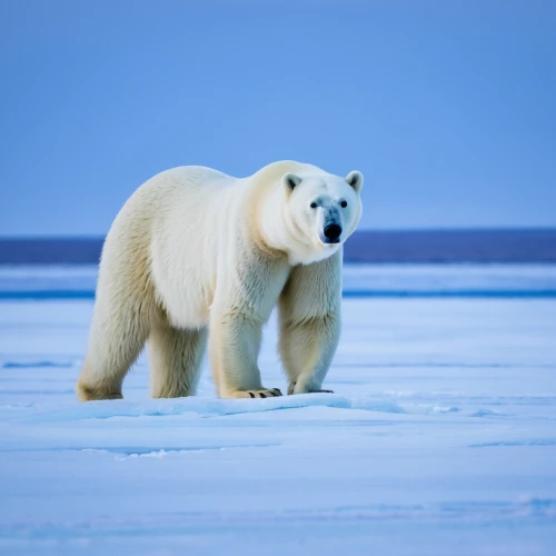 icebear,polar bear,ice bear,arctic ocean,polar bears,polar,aurora polar,arctic antarctica,polar cap,young polar bear,sea ice,arctic,polar ice cap,polar aurora,polar bear cub,seal hunting,polar bear children,bearded seal,ice bears,the polar circle,Conceptual Art,Fantasy,Fantasy 15