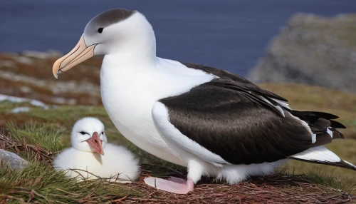 western striped albatros,red-footed booby,in the mother's plumage,baby stork,puffins,mother and infant,mother with child,galliformes,chinstrap penguin,baby with mom,seabird,albatross,mother and baby,baby-penguin,mother and child,parents and chicks,stork,cape gannet,antarctic bird,a species of marine bird,Illustration,Retro,Retro 07