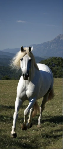 albino horse,a white horse,horse running,kutsch horse,mustang horse,white horse,dream horse,iceland horse,galloping,hay horse,weehl horse,a horse,alpha horse,horse,gallop,andalusians,wild horse,pony mare galloping,palomino,equine,Photography,Black and white photography,Black and White Photography 05