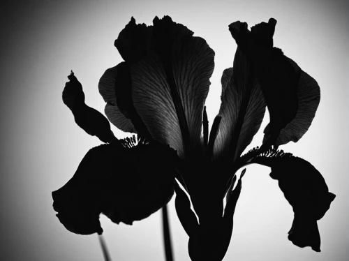 black hellebore,irises,black rose,hippeastrum,callas,wild iris,bellflowers,retro flower silhouette,amaryllis,bulbous flowers,monochrome photography,black and dandelion,sillouette,parrot tulip,swamp iris,trollius download,still life photography,bach flowers,gentians,abstract flowers,Illustration,Black and White,Black and White 33