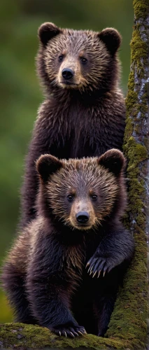 brown bears,bear cubs,otters,grizzlies,black bears,bears,grizzly cub,beavers,the bears,bear guardian,cute bear,cute animals,grizzly bear,cuddling bear,coatimundi,spectacled bear,bear cub,brown bear,raccoons,pandas,Illustration,Realistic Fantasy,Realistic Fantasy 18