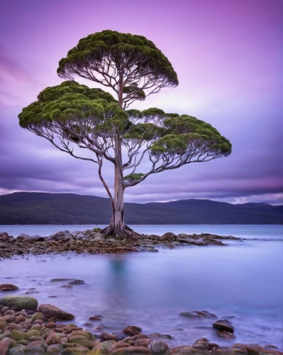 dragon tree,isolated tree,canarian dragon tree,lone tree,purple landscape,celtic tree,jacaranda trees,tasmania,bay of islands,silk tree,tropical tree,landscape photography,jacaranda,north island,magic tree,the japanese tree,flourishing tree,bare tree,new south wales,new zealand,Illustration,Retro,Retro 05