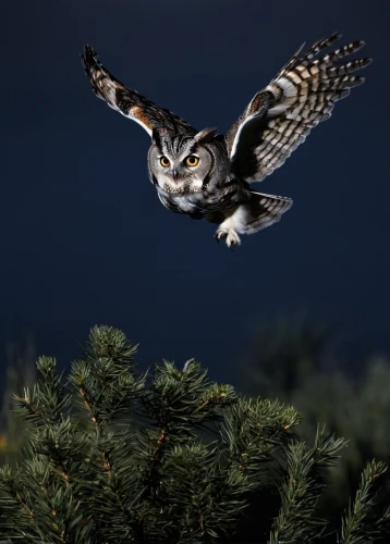 lapland owl,eared owl,siberian owl,long-eared owl,short eared owl,great horned owl,owl nature,kirtland's owl,northern hawk-owl,great horned owls,spotted wood owl,eastern grass owl,great gray owl,little owl,hawk owl,burrowing owl,spotted eagle owl,northern hawk owl,spotted owlet,nocturnal bird,Photography,Documentary Photography,Documentary Photography 27