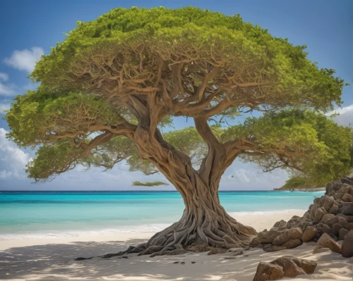 canarian dragon tree,dragon tree,carob tree,argan tree,tropical tree,isolated tree,argan trees,flourishing tree,beach landscape,celtic tree,baobab oil,aruba,tangerine tree,cape verde island,a tree,jaggery tree,ascension island,duiker island,bodhi tree,olive tree,Conceptual Art,Fantasy,Fantasy 05