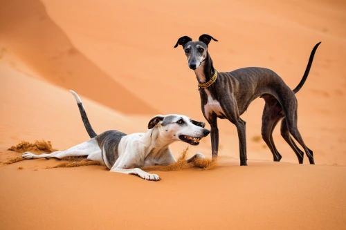 italian greyhound,libyan desert,mudhol hound,namib desert,namib,hunting dogs,tassili n'ajjer,bull and terrier,whippet,dogo sardesco,sahara desert,galgo español,sahara,polish greyhound,rampur greyhound,sighthound,bedouin,ancient dog breeds,bully kutta,capture desert,Art,Artistic Painting,Artistic Painting 25