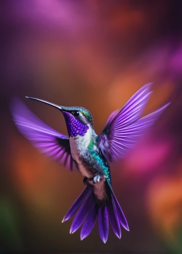 hummingbird,rofous hummingbird,humming bird,hummingbirds,bird hummingbird,annas hummingbird,humming birds,humming-bird,the hummingbird hawk-purple,bee hummingbird,allens hummingbird,humming bird moth,calliope hummingbird,humming bird pair,ruby-throated hummingbird,ruby throated hummingbird,hummingbird large,cuba-hummingbird,rufus hummingbird,black-chinned hummingbird,Photography,Artistic Photography,Artistic Photography 04