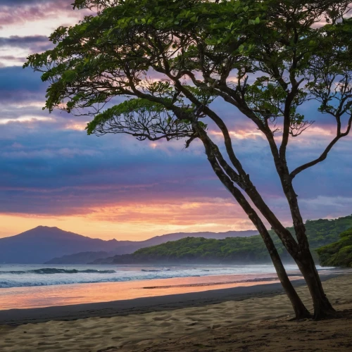 costa rica,beach landscape,maui,mountain beach,hawaii,sunrise beach,nicaragua,molokai,beautiful beaches,kauai,lone tree,oahu,beach scenery,brazilian beach,fiji,sunset beach,beautiful beach,coastal landscape,pacific coastline,tropical tree,Art,Artistic Painting,Artistic Painting 07