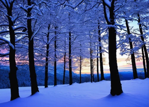 winter forest,snow trees,snow landscape,winter landscape,snowy landscape,winter background,winter magic,winter wonderland,winter dream,snow scene,northern black forest,snow in pine trees,wintry,winter morning,hoarfrost,beech mountains,winter light,blue hour,beautiful landscape,landscapes beautiful,Art,Classical Oil Painting,Classical Oil Painting 21