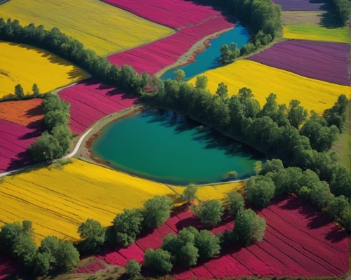 tulip fields,tulips field,tulip field,fruit fields,blooming field,flower field,ukraine,field of rapeseeds,color fields,japan landscape,xinjiang,splendid colors,vegetables landscape,the valley of flowers,colors of spring,purple landscape,yamada's rice fields,poppy fields,rice fields,intense colours,Art,Artistic Painting,Artistic Painting 23