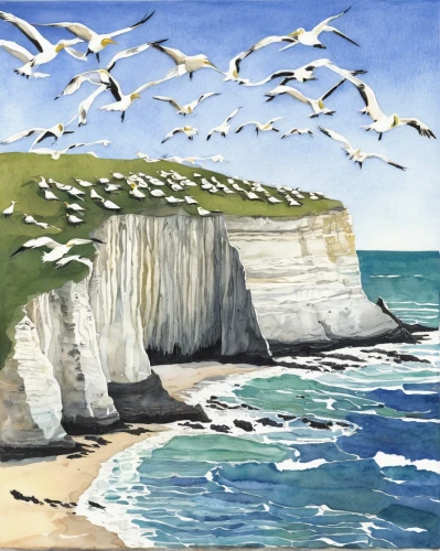 flamborough,white cliffs,flying sea gulls,gulls,herring gulls,sea gulls,seven sisters,chalk cliff,silver gulls,seabirds,terns,cliff top,cape gannet,dorset,seagulls,seagulls flock,limestone cliff,beachy head,cliff coast,seabird,Illustration,Paper based,Paper Based 22