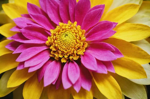 colorful daisy,yellow chrysanthemum,asteraceae,yellow gerbera,star dahlia,gerbera daisies,gerbera,two-tone flower,mandala flower,gerbera flower,dahlia,flower of dahlia,chrysanthemum background,siberian chrysanthemum,dahlia pinata,vancouver dahlia,dahlia flower,purple chrysanthemum,autumn chrysanthemum,dahlia bloom,Unique,3D,Toy