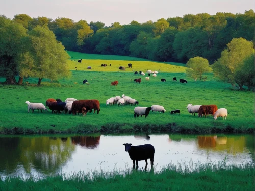 cows on pasture,pasture,simmental cattle,holstein cattle,livestock farming,galloway cattle,cow meadow,dairy cattle,cow herd,beef cattle,holstein-beef,domestic cattle,dairy cows,cattle dairy,farm landscape,livestock,pastures,cattle,cows,dutch landscape,Photography,Fashion Photography,Fashion Photography 21