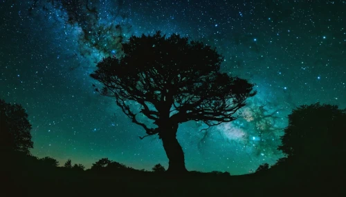 the night sky,starry sky,night sky,nightsky,astrophotography,night stars,magic tree,starry night,green aurora,stargazing,isolated tree,astronomy,moon and star background,night image,lone tree,tree silhouette,night star,starry,nightscape,night photograph,Art,Classical Oil Painting,Classical Oil Painting 44