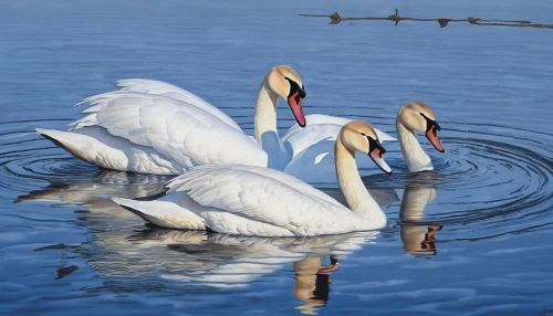 swan pair,trumpeter swans,swans,great white pelicans,canadian swans,synchronized swimming,white pelican,pelicans,swan lake,young swans,eastern white pelican,swan family,trumpeter swan,swan boat,water birds,great white pelican,tundra swan,water fowl,trumpet of the swan,constellation swan,Unique,Design,Logo Design