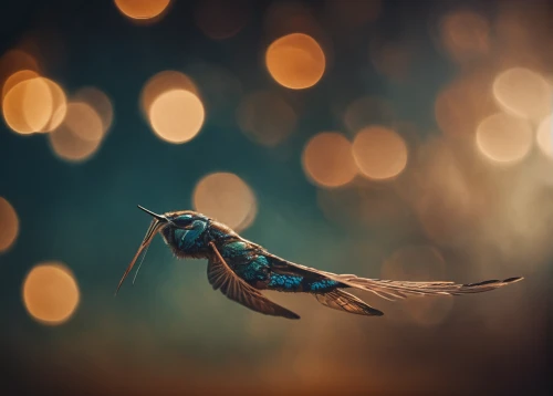 humming bird moth,firefly,humming bird,artificial fly,faery,bokeh effect,mayflies,bird fly,butterfly isolated,background bokeh,fireflies,humming birds,bokeh,bokeh lights,gypsy moth,faerie,flying insect,isolated butterfly,flying seed,fairies aloft,Photography,General,Cinematic