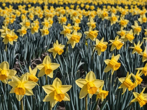 daffodils,yellow daffodils,daffodil field,daffodil,the trumpet daffodil,yellow tulips,tulpenbüten,yellow daffodil,spring bloomers,jonquils,daf daffodil,narcissus,tulips,spring flowers,flower background,signs of spring,spring background,tulip festival,tulipa,blooming field,Illustration,Black and White,Black and White 32