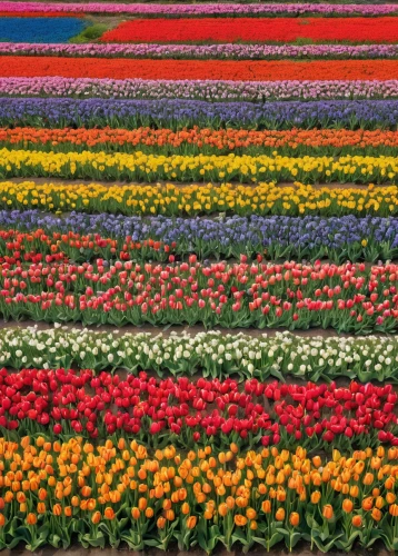 tulip fields,tulip field,tulips field,tulip festival,blanket of flowers,flower field,tulips,field of flowers,flowers field,flower carpet,sea of flowers,turkestan tulip,the netherlands,tulip festival ottawa,tulip flowers,netherlands,holland,tulpenbüten,floral border,flower strips,Conceptual Art,Graffiti Art,Graffiti Art 07