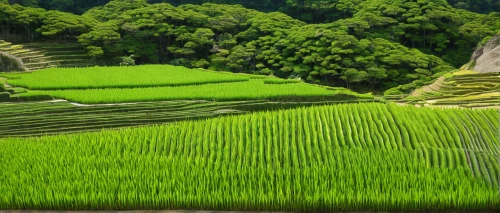 rice field,rice fields,ricefield,rice paddies,the rice field,yamada's rice fields,rice terraces,rice terrace,rice cultivation,paddy field,green landscape,green fields,green grain,green wallpaper,vegetables landscape,rice mountain,landscape background,japan landscape,paddy harvest,dji agriculture,Illustration,American Style,American Style 15