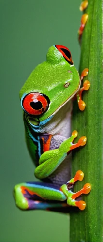 red-eyed tree frog,coral finger tree frog,tree frogs,pacific treefrog,tree frog,squirrel tree frog,eastern dwarf tree frog,green frog,litoria fallax,woman frog,barking tree frog,day gecko,kissing frog,wallace's flying frog,amphibians,frog background,amphibian,coral finger frog,wonder gecko,shrub frog,Photography,Documentary Photography,Documentary Photography 10