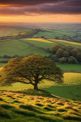lone tree,isolated tree,dorset,yorkshire,peak district,bare tree,north yorkshire,landscapes beautiful,south downs,landscape photography,north yorkshire moors,beautiful landscape,field of rapeseeds,sussex,nature landscape,green landscape,yorkshire dales,northumberland,meadow landscape,exmoor,Illustration,Japanese style,Japanese Style 21