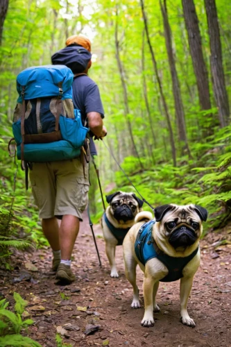 dog hiking,backpacking,aaa,hikers,pug,aa,hiking,mountain hiking,trekking,hiking equipment,walking dogs,go walkies,two running dogs,hike,hiker,nature trail,dog walker,trail mix,to explore,forest walk,Illustration,Retro,Retro 02