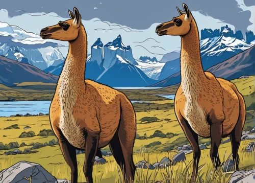 guanaco,camelid,llamas,dromedaries,two-humped camel,alpacas,pair of ungulates,dromedary,altiplano,camels,vicuña,vicuna,two giraffes,bactrian camel,bazlama,nz,camel peak,giraffidae,antelopes,camel,Illustration,American Style,American Style 13