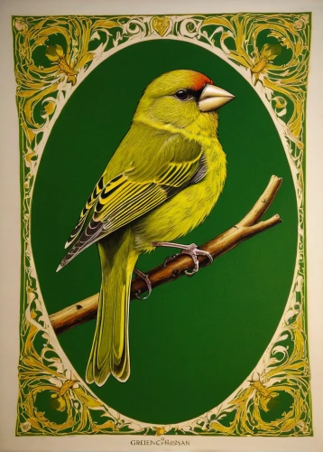 canaries,palm warbler,yellow green parakeet,finch bird yellow,yellow parakeet,bird painting,caique,yellowish green parakeet,waxeye,green finch,finch,green bird,yellow finch,canary bird,green parakeet,rose-ringed parakeet,yellowhammer,yellow winter finch,beautiful yellow green parakeet,cape weaver,Illustration,Black and White,Black and White 28
