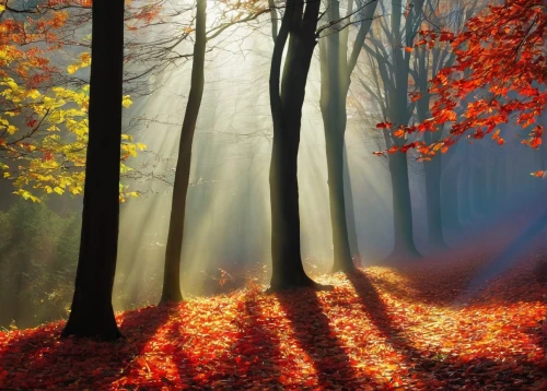 autumn forest,germany forest,autumn fog,foggy forest,fairytale forest,autumn light,deciduous forest,autumn morning,autumn scenery,autumn background,autumn landscape,light of autumn,forest landscape,mixed forest,autumn idyll,enchanted forest,autumn sun,autumn trees,forest floor,colors of autumn,Conceptual Art,Fantasy,Fantasy 20