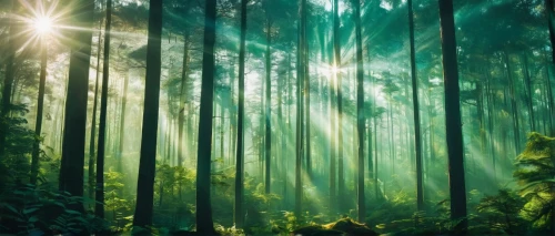 green forest,aaa,tropical and subtropical coniferous forests,bamboo forest,coniferous forest,holy forest,fir forest,forest background,forest landscape,forest of dreams,forest,forests,temperate coniferous forest,germany forest,foggy forest,fairy forest,the forest,the forests,elven forest,light rays,Conceptual Art,Sci-Fi,Sci-Fi 04