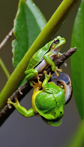 tree frogs,pacific treefrog,red-eyed tree frog,tree frog,squirrel tree frog,eastern dwarf tree frog,litoria fallax,coral finger tree frog,green frog,barking tree frog,litoria caerulea,wallace's flying frog,eastern sedge frog,hyla,southern leopard frog,shrub frog,kissing frog,common frog,chorus frog,narrow-mouthed frog,Art,Artistic Painting,Artistic Painting 27