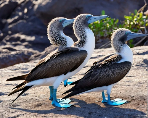 blue-footed booby,red-footed booby,pelicans,cape teal ducks,brown pelican,seabirds,little pied cormorants,sea birds,galapagos islands,water birds,bird couple,a pair of geese,pelecanus onocrotalus,bird island,rallidae,arctic birds,water fowl,small wading birds,group of birds,tropical birds,Conceptual Art,Fantasy,Fantasy 08