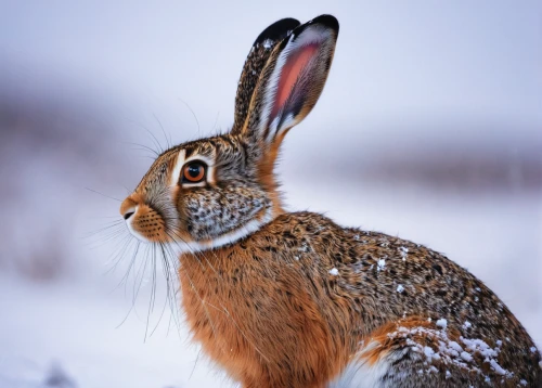 european brown hare,snowshoe hare,arctic hare,brown hare,mountain cottontail,european rabbit,steppe hare,lepus europaeus,leveret,eastern cottontail,hare of patagonia,black tailed jackrabbit,wild hare,young hare,audubon's cottontail,field hare,female hares,antelope jackrabbit,wild rabbit,cottontail,Conceptual Art,Daily,Daily 03